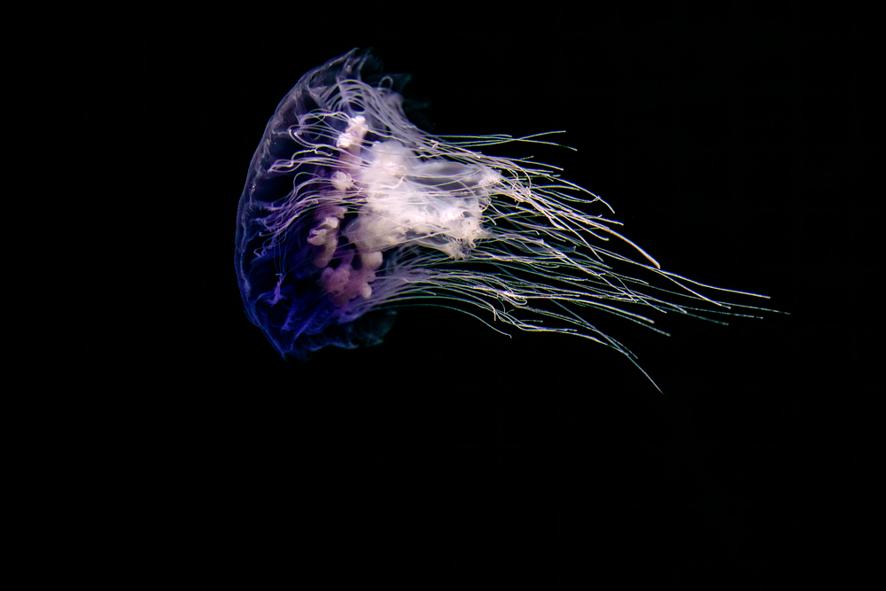 Jellyfish