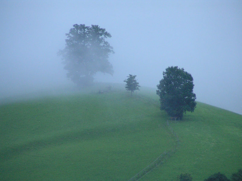 Nebellandschaft