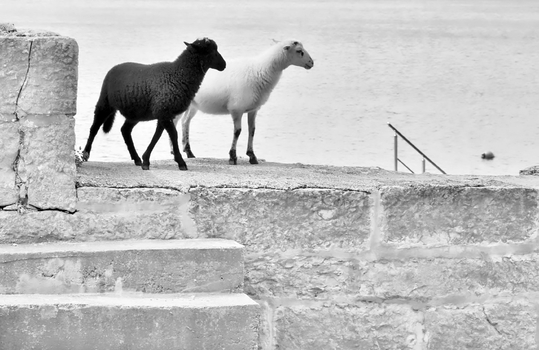 "Ebony and Ivory"...