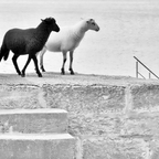 "Ebony and Ivory"...