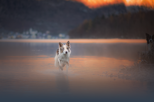 Lovely Border Collie Lumo