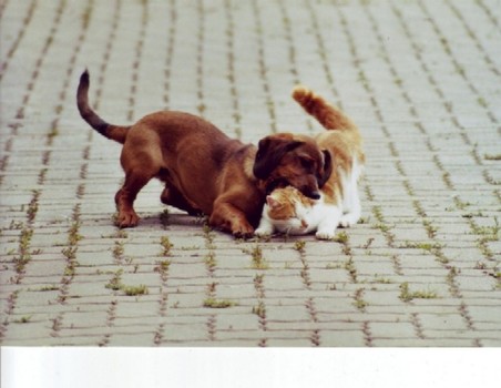 KATZE&HUND
