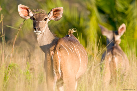 Afrika #4 - Kudu Dame