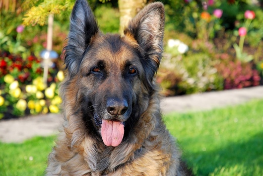Altdeutscher Schäferhund