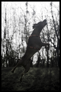 fly like a dog