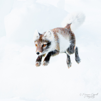 Jump - wieder in voller Fahrt - High Key