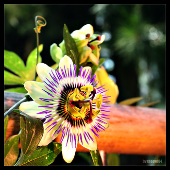 Passionsblume