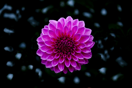 Das letzte Blumenbild für dieses jahr