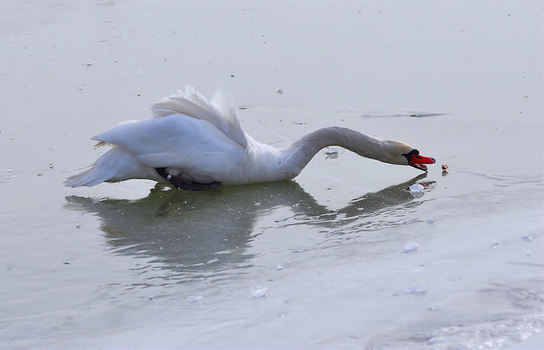 Snack on ice