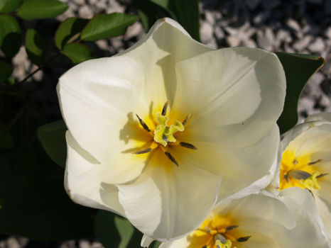 Garten Tulln 1