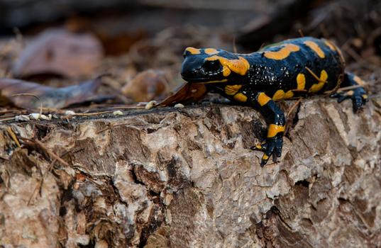 Feuersalamander