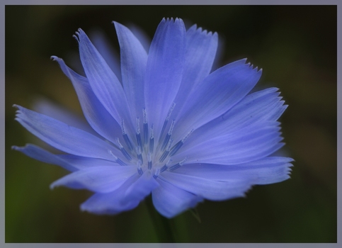 Blume