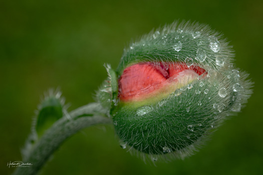 Mohn
