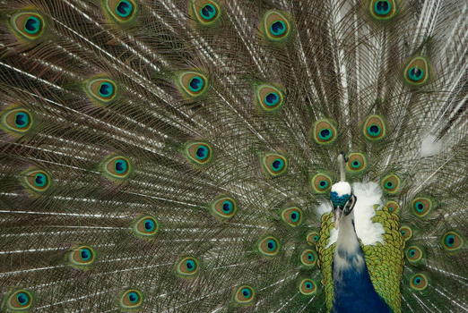 Pfau