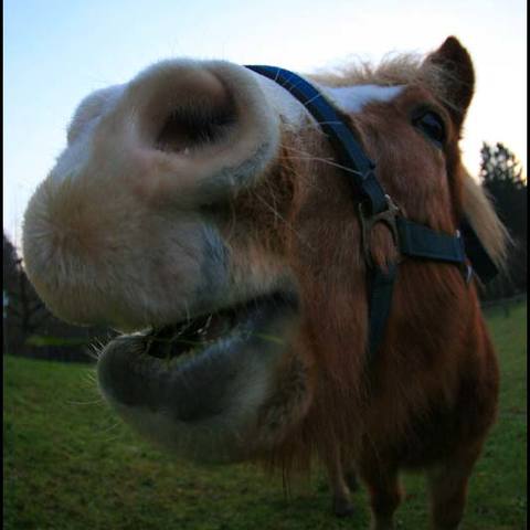 Pferd mal anders