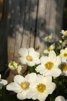 Gartenblume