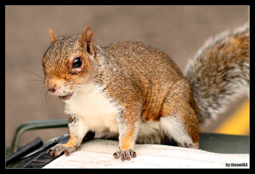 Das Schottenhörnchen
