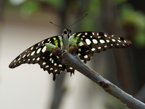 Schmetterling