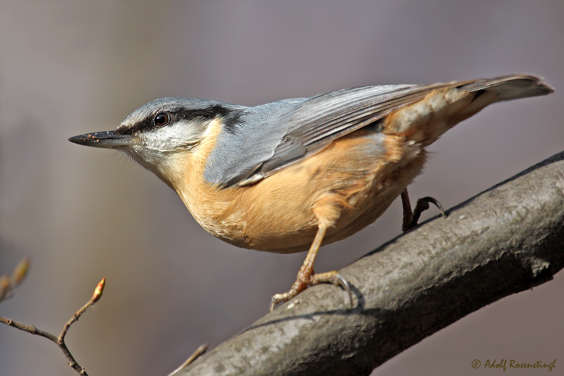 Kleiber (Sitta europaea)