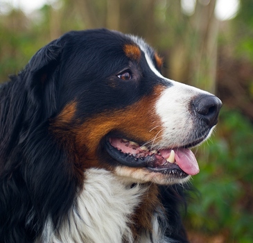 Balu