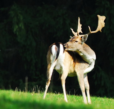 Damhirsch