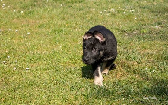 Chiko