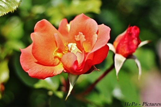 Rose in der Sonne