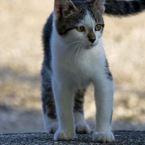 Katze