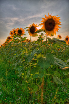 Sonnenblumen