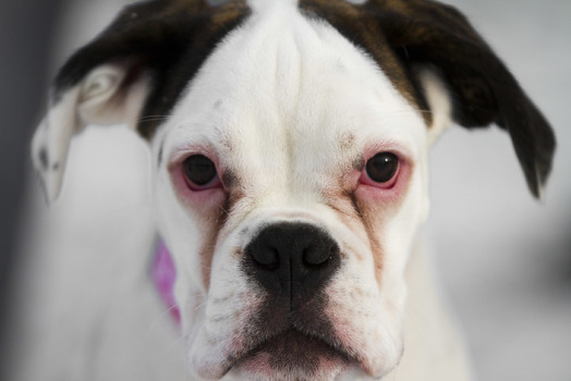 snow white boxer
