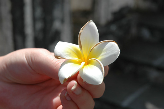 Unbekannte Blume