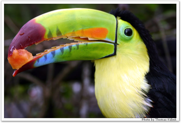 Tucan