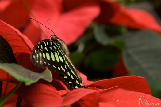 Grüner Schmetterling