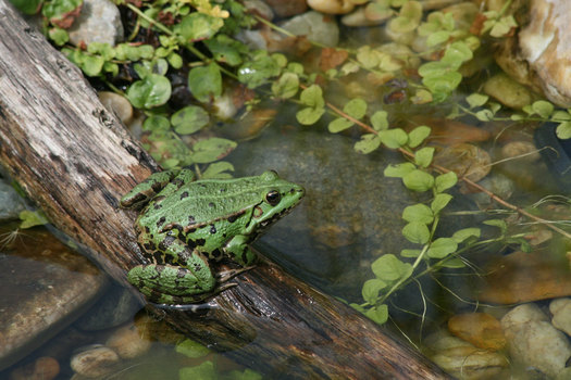 Frosch :-)