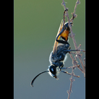 Wasp