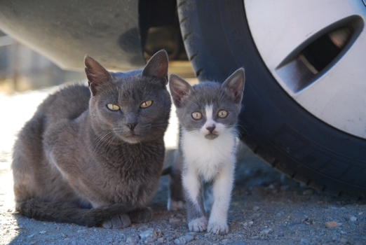 Cats