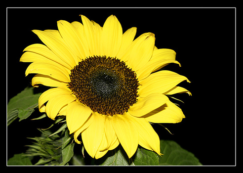 Sonnenblume