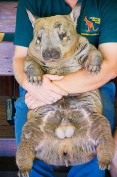 Wombat