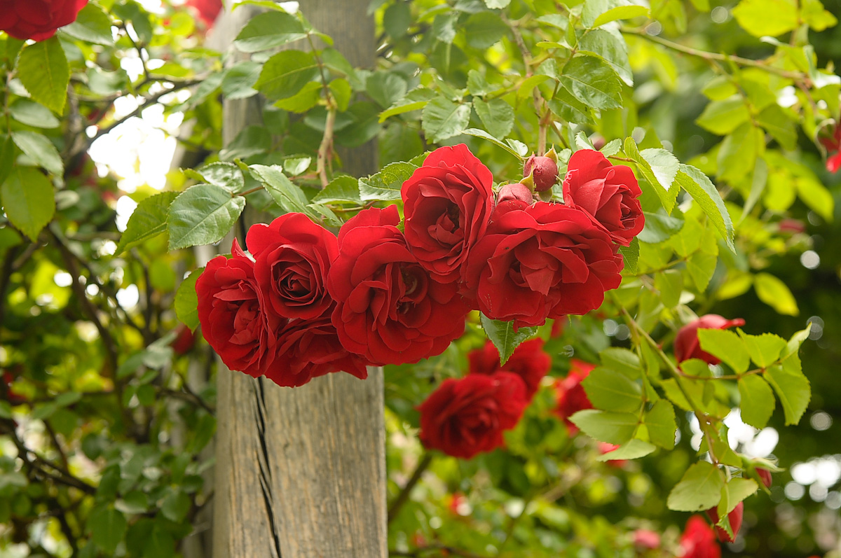 Rosen