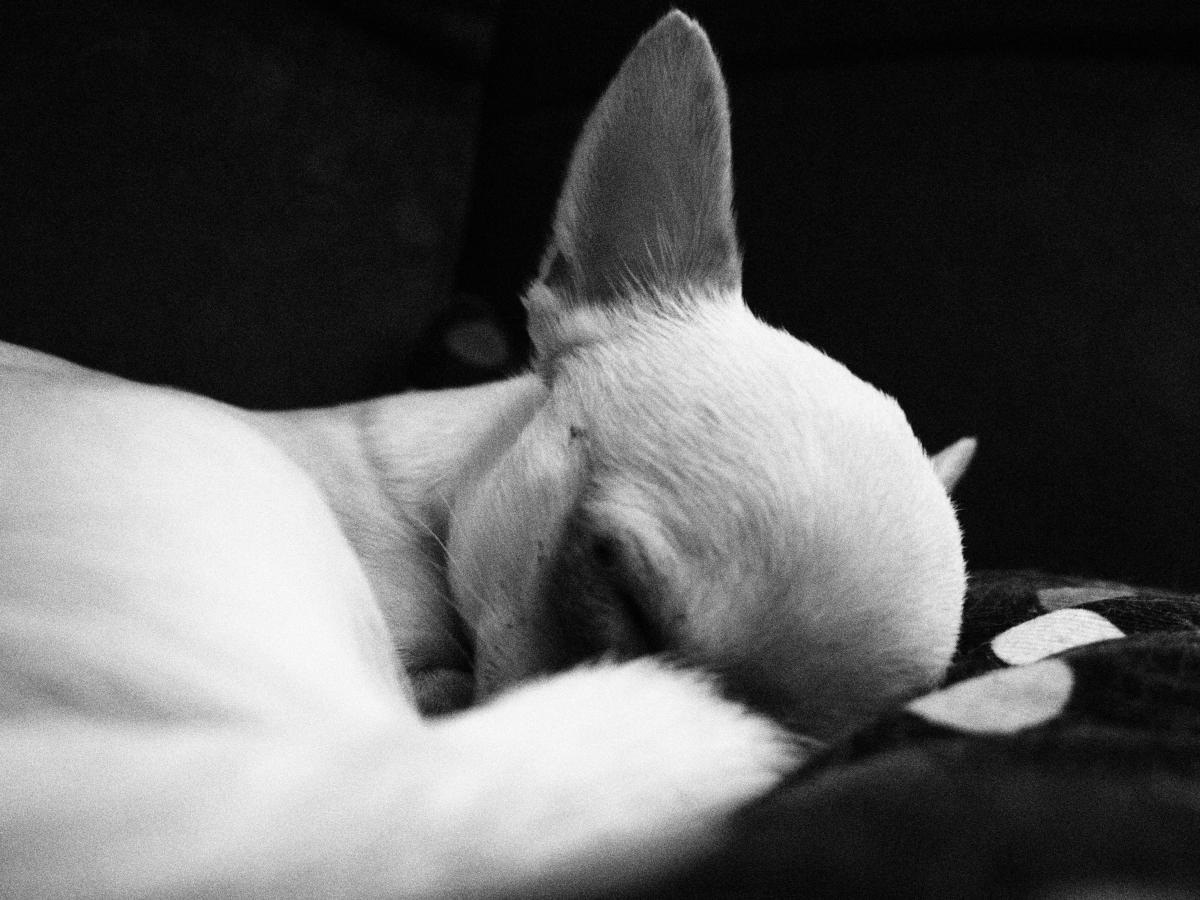 Lucky is sleeping