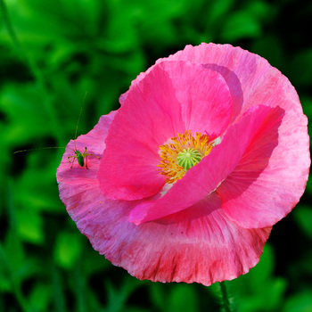 rosa mohn mit besucher