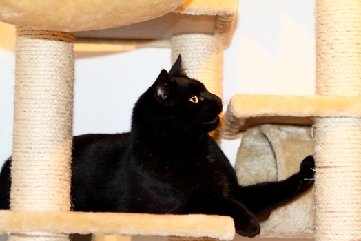 Katze