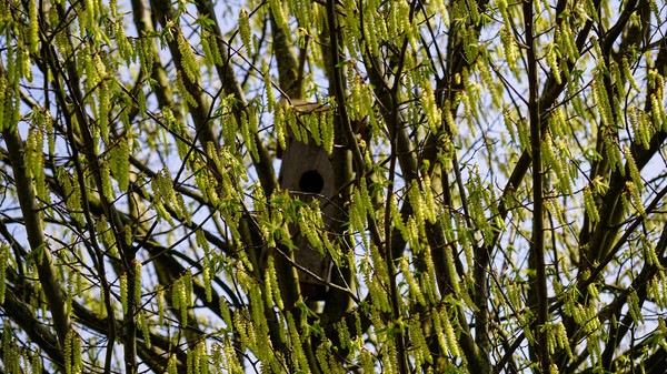 Hidden in the Tree