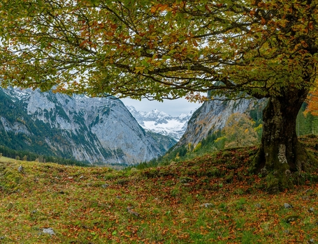 großer Ahornboden