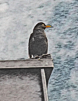 Ölamsel