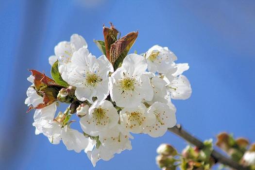 "Vorgeschmack auf den Frühling"
