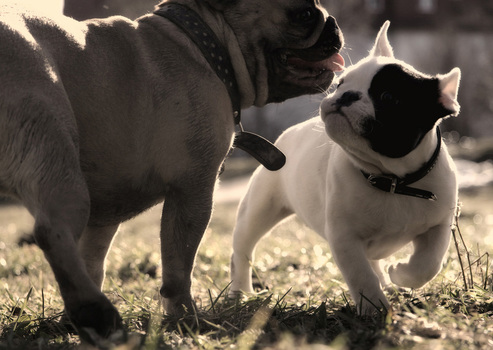Bully