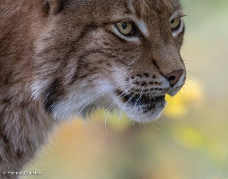 Luchs