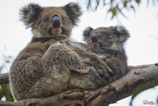 Koala mit Jungtier