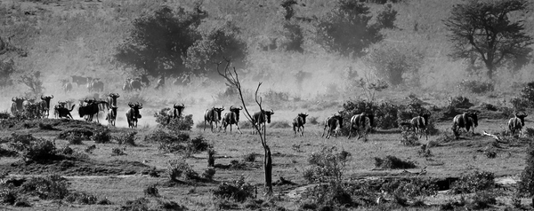 Wild Beasts